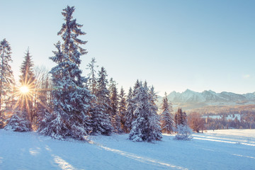 Winter sunrise in snowy mountains in bright clear morning. Christmas trees covered by snow on mountain valley. Sun rays through fir tree in highlands