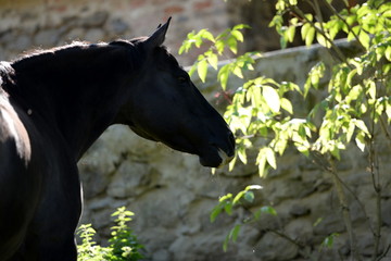 Apfeldieb. Schwarzes Pferd im Garten frisst Äpfel
