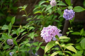 紫陽花　コピースペース