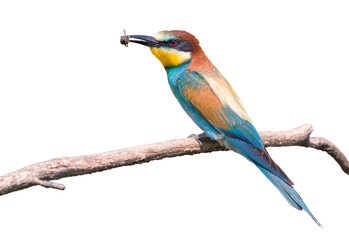 European bee-eater isolated