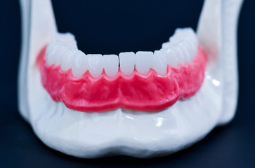 Lower human jaw with teeth and gums anatomy model