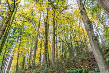 Tumwater Falls Park Autumn Branches 8