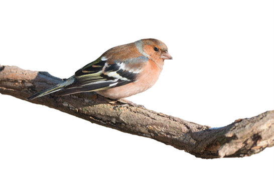 Chaffinch isolated on white background