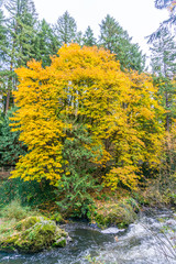 Tumwater Falls Park Bridge Autumn Tree