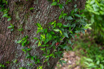green ivy on the wall