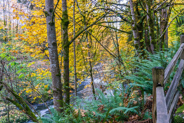 Tumwater Falls Park Leaves And River 4
