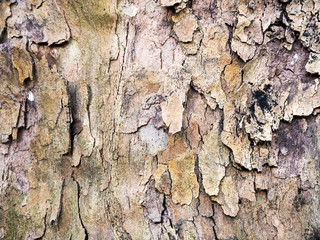 old wood texture. tree bark nature background