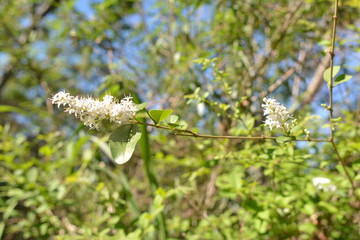 flor corona de novia
