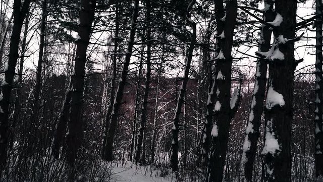 winter forest with trees covered snow, steadicam shot
