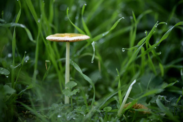 Ein Wildpilz im nasssen Gras