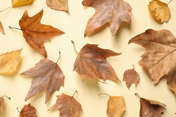 Beautiful composition with autumn leaves on beige background, flat lay