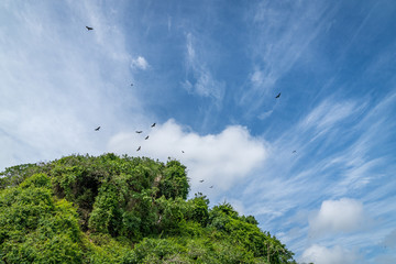 frigates and pelicans nest Samana peninsula