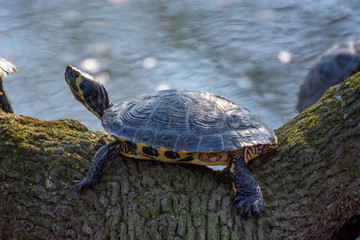 Obraz premium Tortoise 3