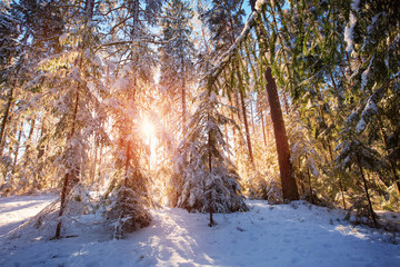 Fototapeta na wymiar Pine trees covered with snow on frosty evening