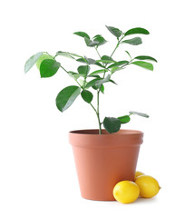 Potted lemon tree and fruits on white background