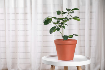 Potted lemon tree on white table near light curtain, space for text