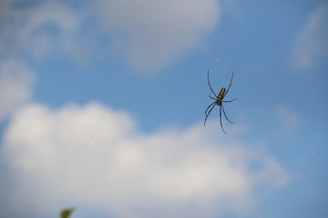 Spider 01