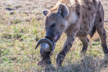 Lonely hyena spotted separated from its group eating Wildebeest head in Maasai Mara reserve 