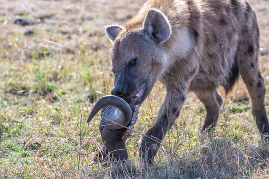 Lonely Hyena Spotted Separated From Its Group Eating Wildebeest Head In Maasai Mara Reserve 