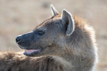 Naklejka premium Lonely hyena spotted separated from its group eating Wildebeest head in Maasai Mara reserve 