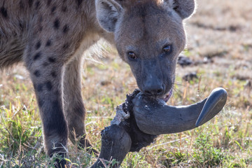 Lonely hyena spotted separated from its group eating Wildebeest head in Maasai Mara reserve 
