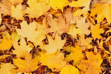 Pile of beautiful autumn leaves as background, top view