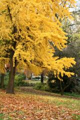 Ginkgo Biloba in Wiesbaden Kurpark im Herbst Querformat