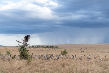 Vultures flying in and waiting to scavenge dead animal hunted by cheetah in Maasai Mara reserve