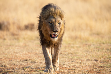 Lone lion male walking through dry brown grass hunt for food