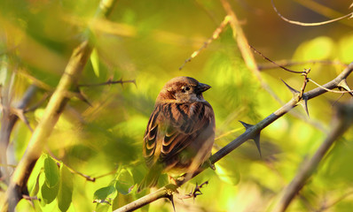 House sparrow in wild nature