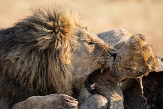 Lion male with a huge mane play with his cub on a carcass