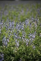 Fototapeta premium field flowers