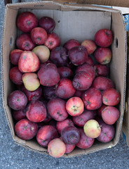 Apples on the counter for sale