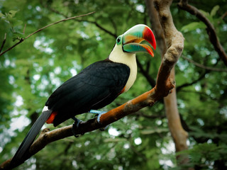 Toucan sur une branche