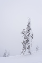 A snow-covered tree against a white snowy slope during a snowfall.