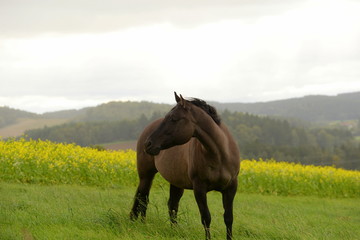 wild soul. Sch&ouml;nes schwarzes Pferd steht vor gelben Blumen