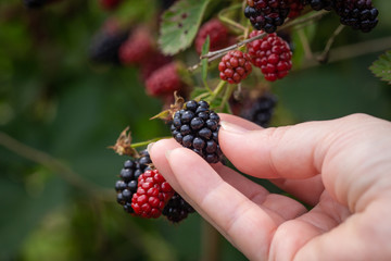 freshly picked from the bush blackberry held in a woman's hand