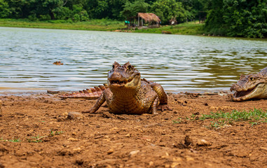 Fauna del lago