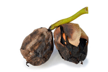 Walnuts infested with walnut fruit fly