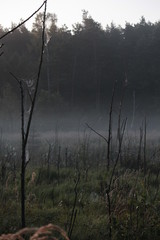 Fototapeta na wymiar morning, fog, spiders web
