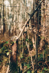 Autumn forest during a day
