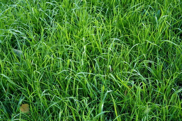 Background with green grass
