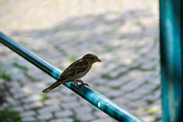 lonely sparrow on a fence