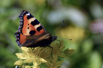 butterfly on leaf. stockholm, nacka, sweden