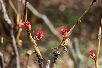Rose red buds on a tree in a park