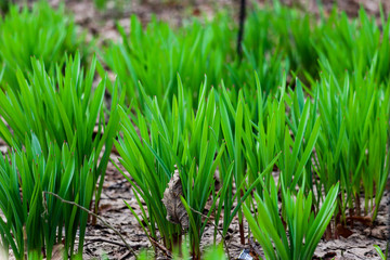 Green fresh growing grass in a park. Macro view.