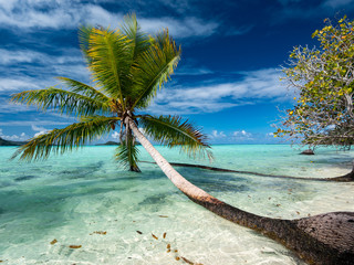 Blue lagoon, white sandy beach, coconut tree and Otemanu mountain at Bora Bora island, Tahiti,...