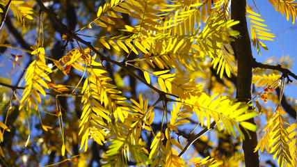 Photography of sun shining through yellow colour autumn leaves on a tree branch