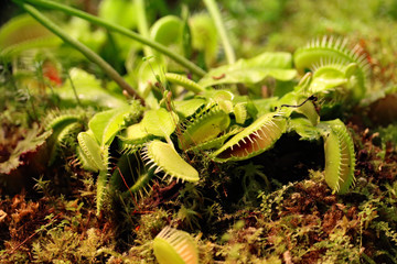 Venus flytrap plant macro view