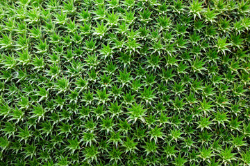 Green flowers dense texture